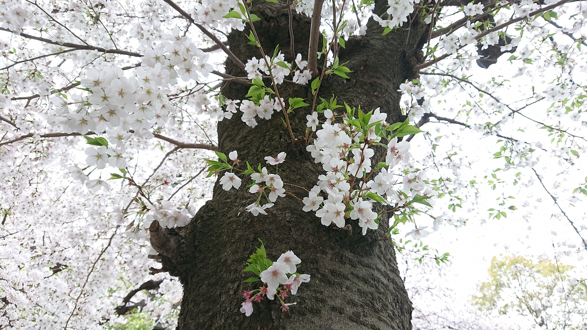 �����t���ɂȂ�͂��߂���